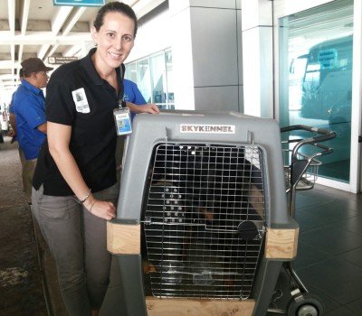 Panama Pet Relocation