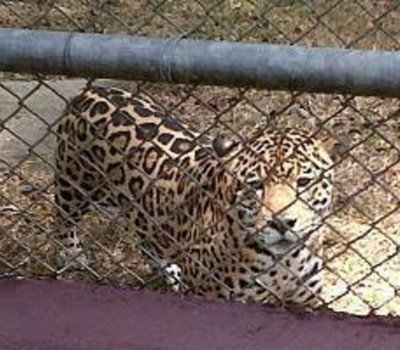 Jaguars to a ZOO in USA
