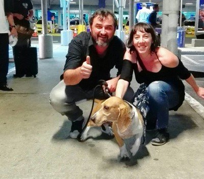 Taking dogs to Panama