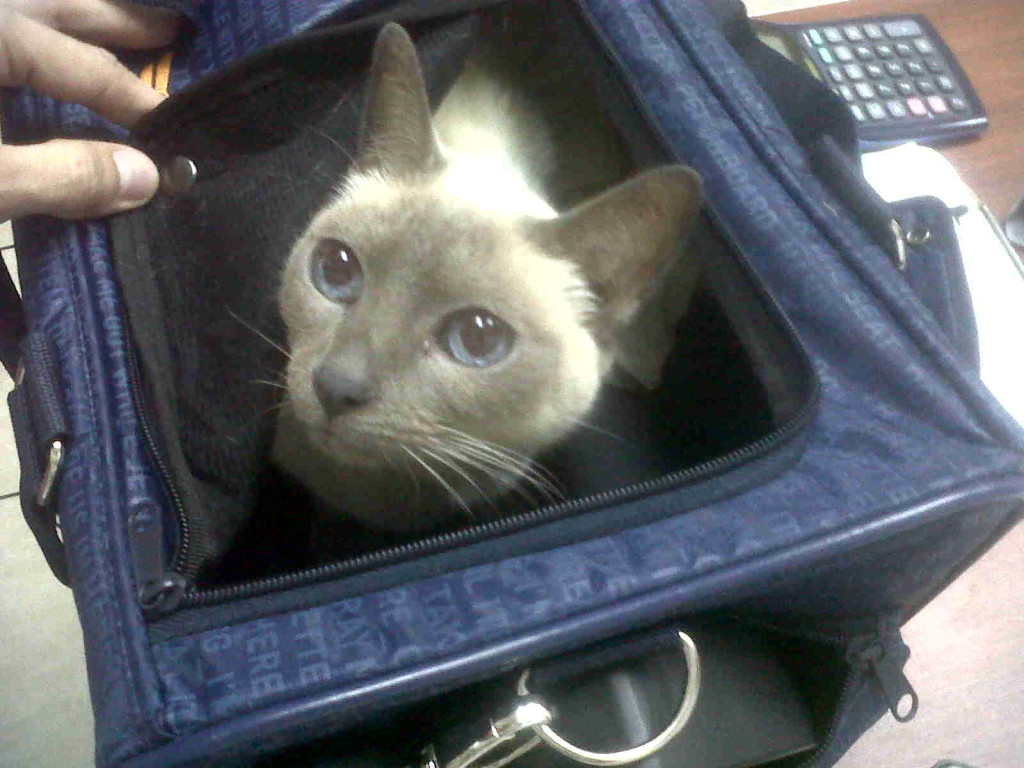 Cat relocation Panama Pet Relocation