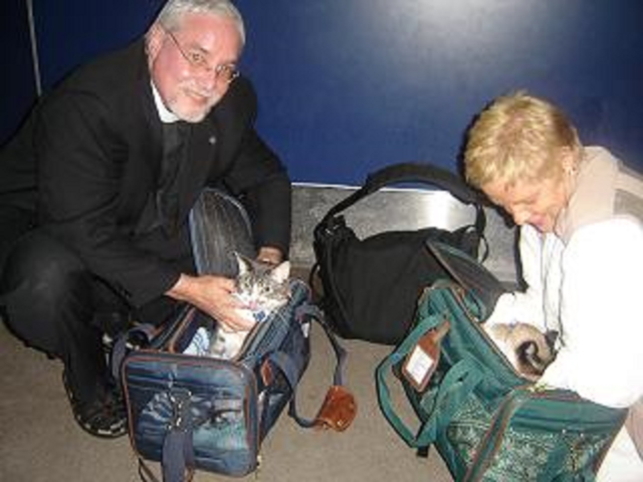 Cat relocation Panama Pet Relocation