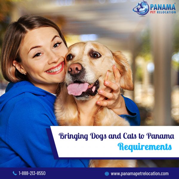 Checklist for Bringing Pets to Panama Dog Shipping