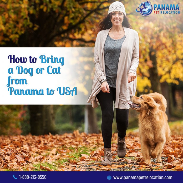 Panama Pet Relocation Moving pets to Panama Bringing pets to Panama